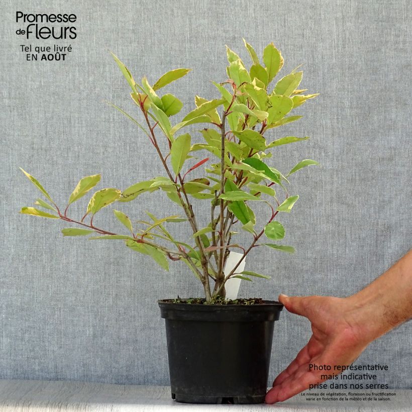 Esimerkki kesällä toimitetusta Tarhapunamarja McLarlou Pot de 2L/3L-taimesta