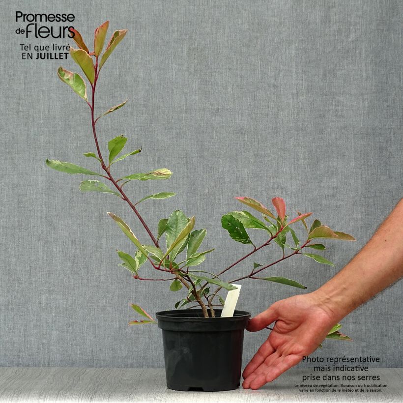 Esimerkki kesällä toimitetusta Tarhapunamarja Pink Marble Ruukku 2L / 3L-taimesta