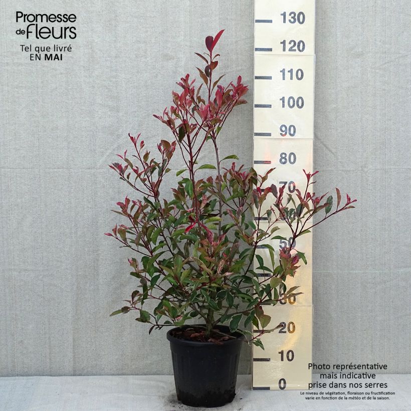 Esimerkki keväällä toimitetusta Tarhapunamarja Pink Marble Ruukku 7,5L / 10L-taimesta