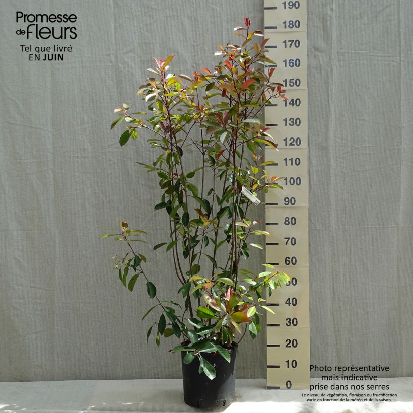 Example of Tarhapunamarja Red Robin Pot de 12L/15L as you get in printemps