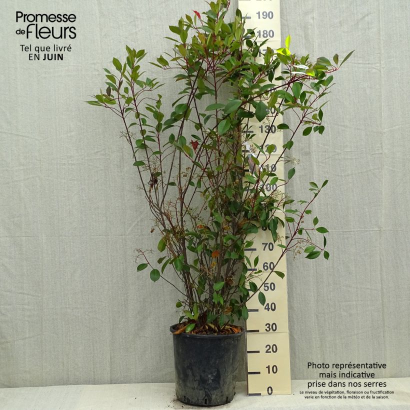 Example of Tarhapunamarja Red Robin Pot de 18L/20L as you get in printemps