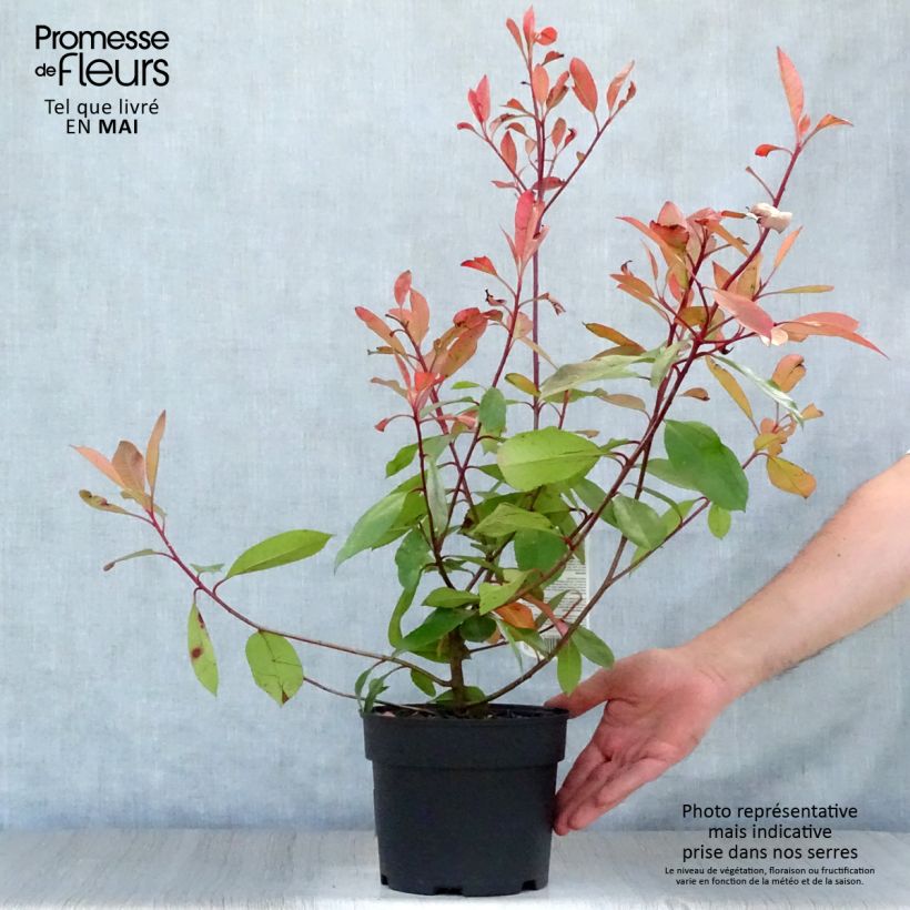 Example of Tarhapunamarja Red Robin Pot de 2L/3L as you get in printemps