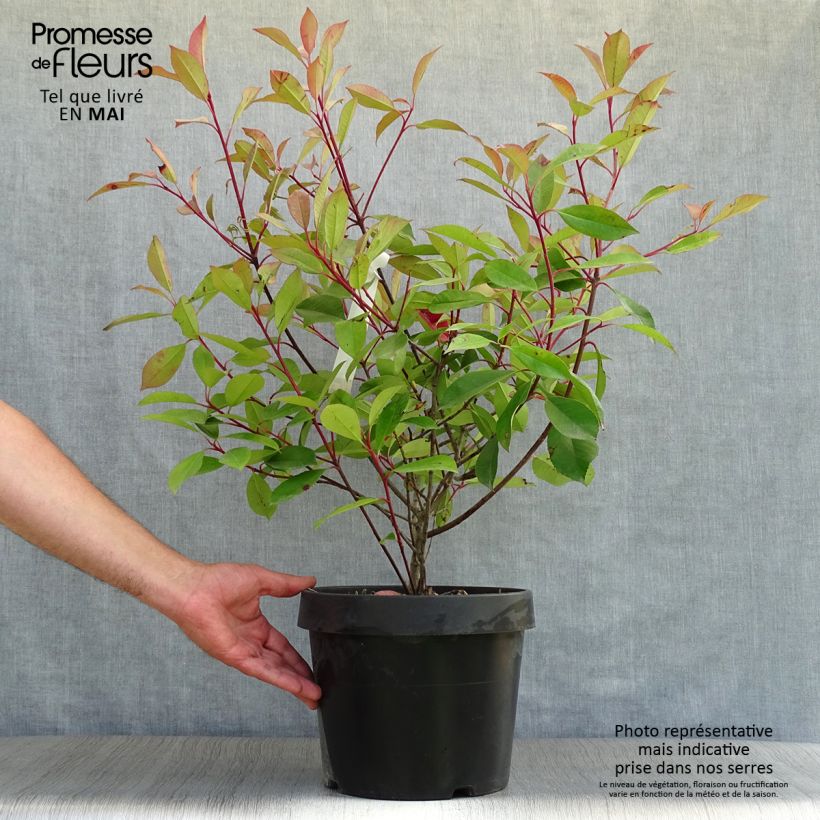 Example of Tarhapunamarja Red Robin Pot de 7,5L/10L as you get in printemps