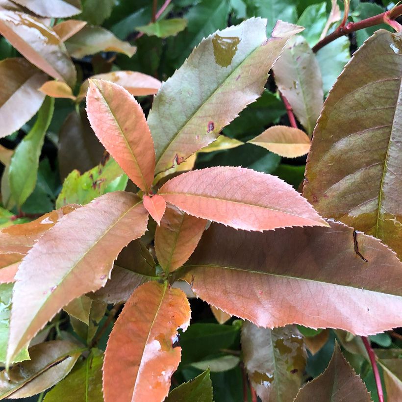 Tarhapunamarja Red Robin Blood (Lehvistö)