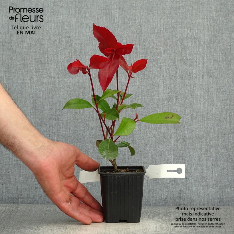 Example of Tarhapunamarja Red Robin Godet de 8/9 cm as you get in printemps