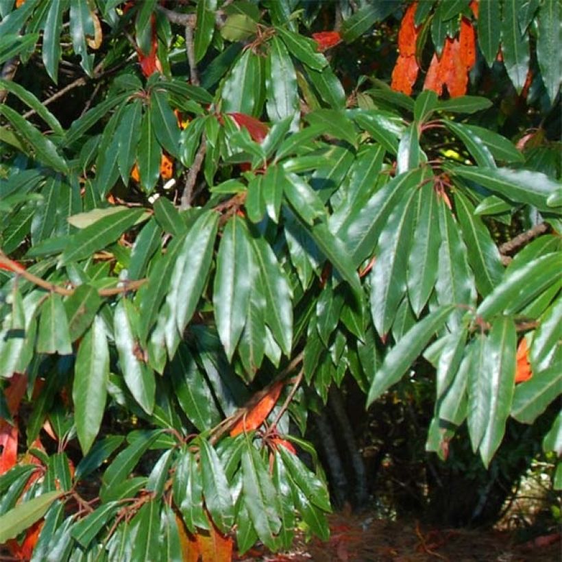 Photinia niitakayamensis (Lehvistö)