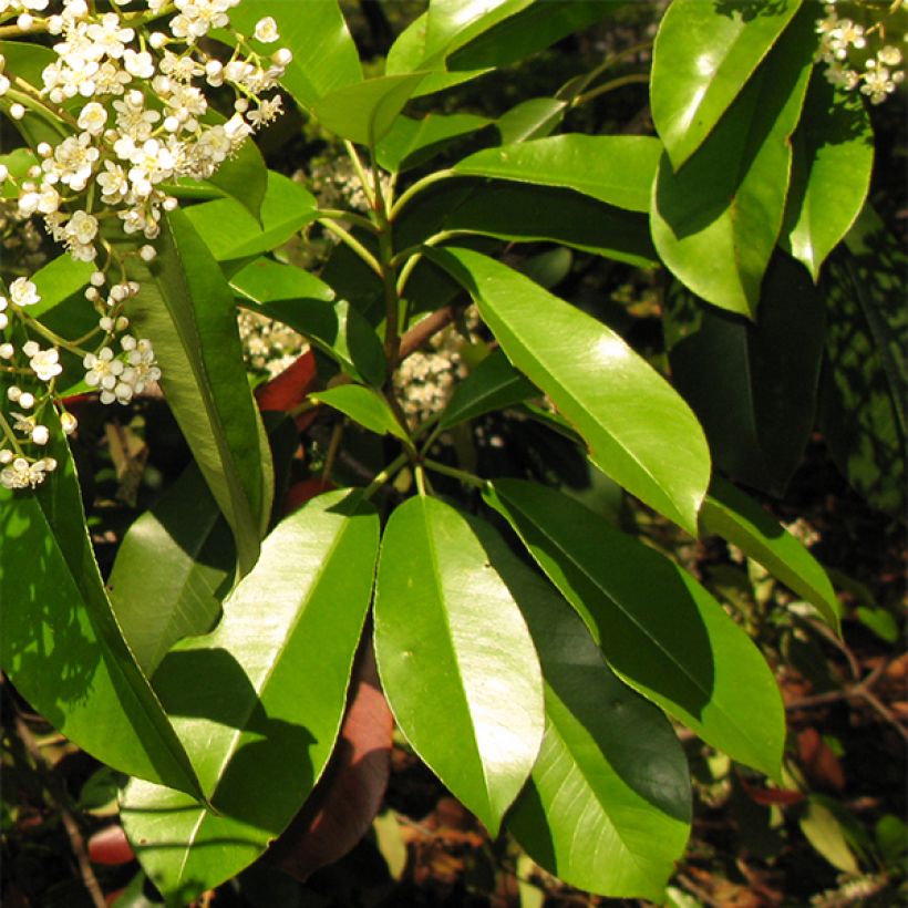 Punamarja - Photinia serratifolia (Lehvistö)