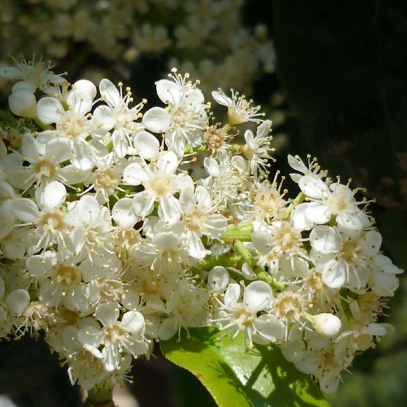 Punamarja - Photinia serratifolia (Kukinta)