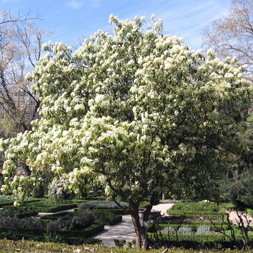 Punamarja - Photinia serratifolia (Kasvutapa)