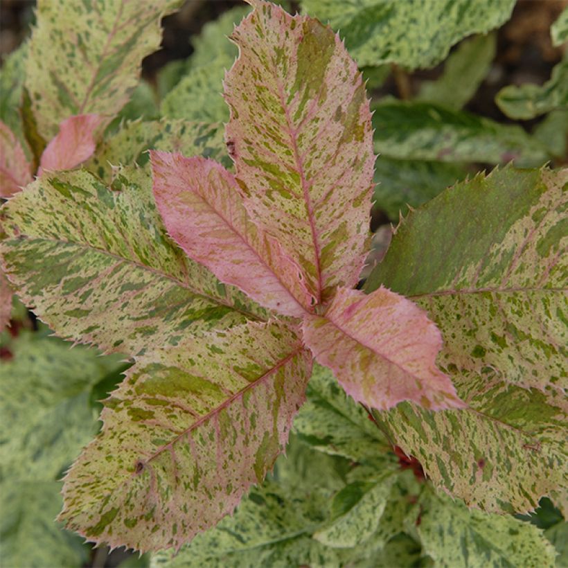 Punamarja Pink Crispy (Lehvistö)