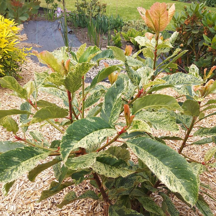 Punamarja Pink Crispy (Kasvutapa)