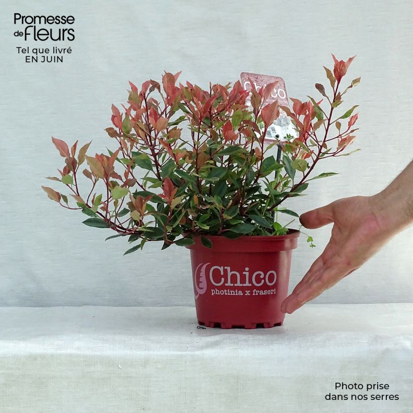Esimerkki kesällä toimitetusta Tarhapunamarja Chico Pot de 2L/3L-taimesta