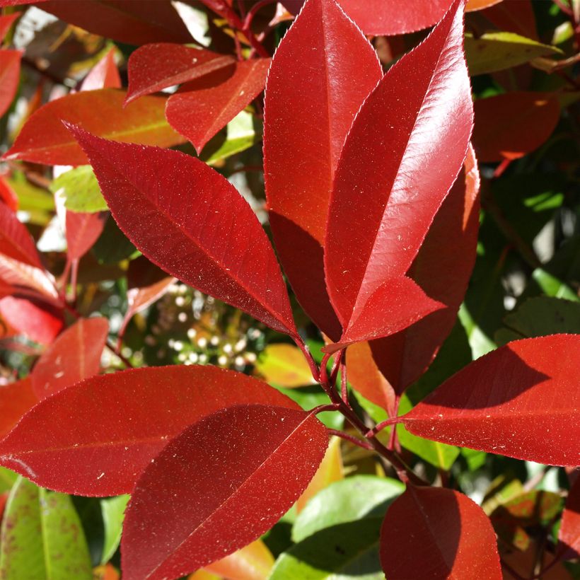 Tarhapunamarja Dynamo Red (Lehvistö)