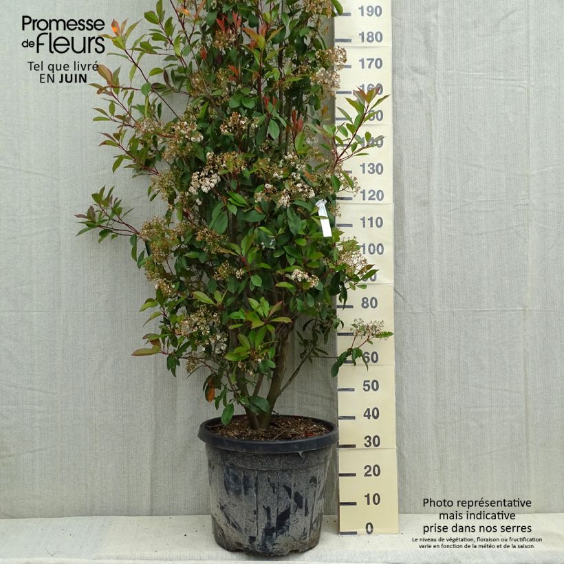 Example of Tarhapunamarja Red Robin Pot de 50L/55L as you get in printemps