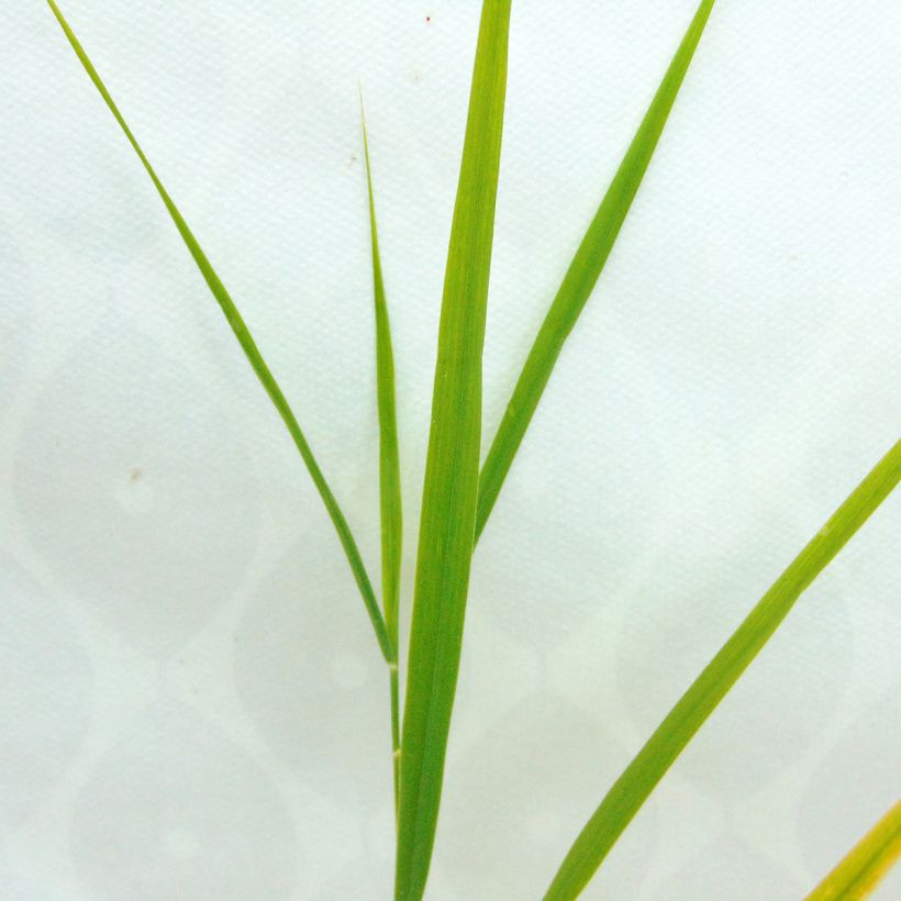 Järviruoko - Phragmites australis (Lehvistö)