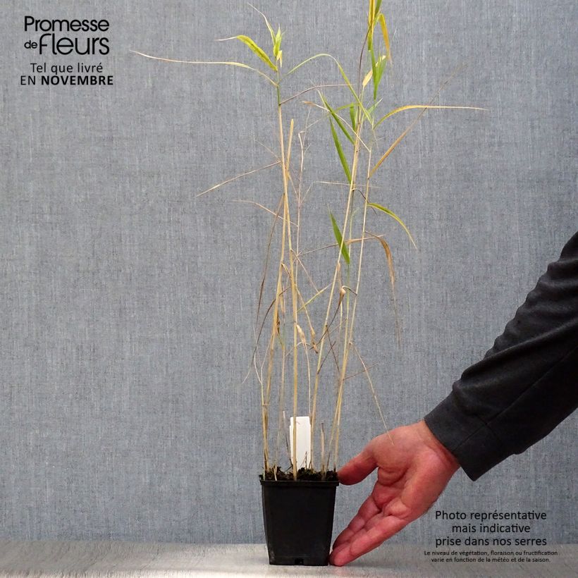 Esimerkki syksyllä toimitetusta Järviruoko - Phragmites australis 8/9 cm taimiruukku-taimesta