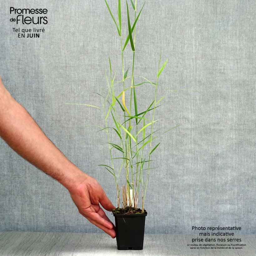 Esimerkki kesällä toimitetusta Järviruoko - Phragmites australis Taimiruukku 8/9 cm-taimesta