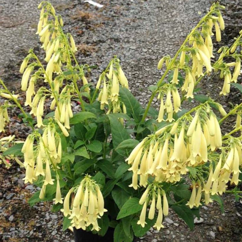 Kafferinkukka Croftway Yellow Sovereign (Kukinta)