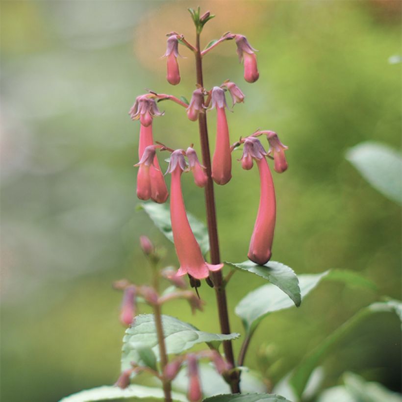 Kafferinkukka Pink Trumpet (Kukinta)