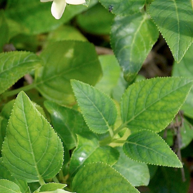 Kafferinkukka Yellow Trumpet (Lehvistö)