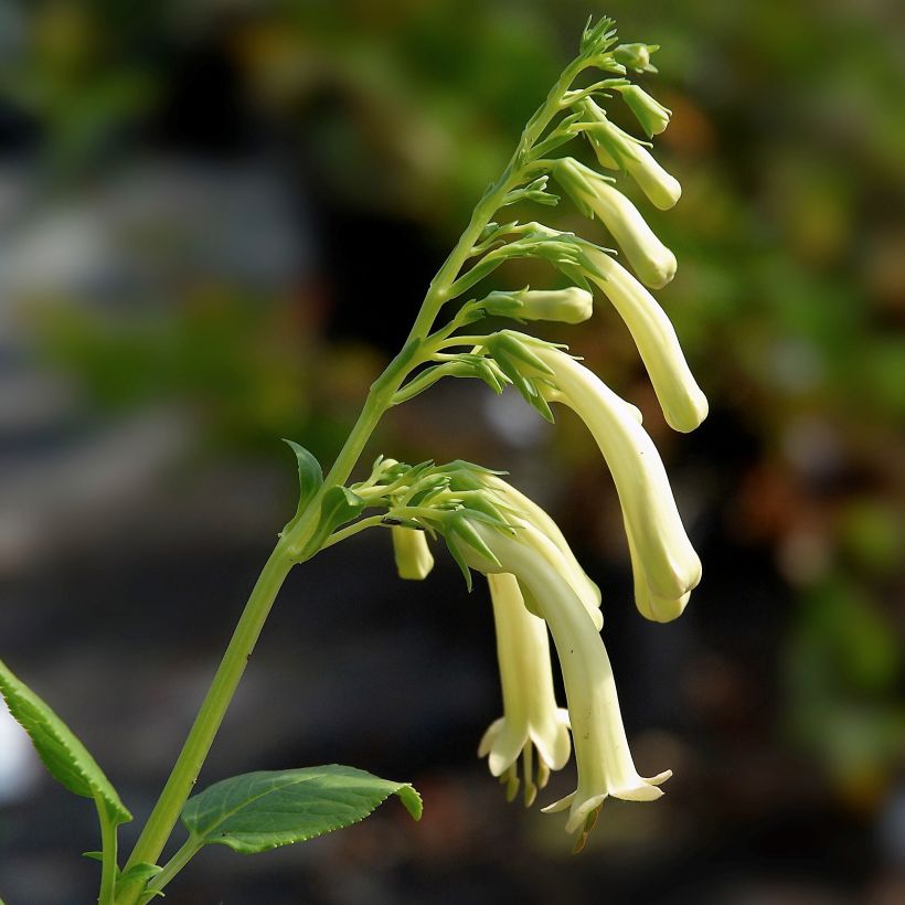 Kafferinkukka Yellow Trumpet (Kukinta)