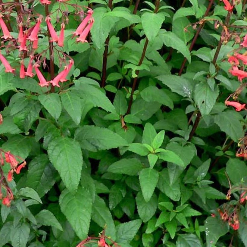 Kafferinkukka - Phygelius capensis (Lehvistö)