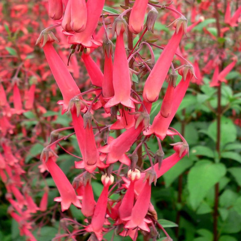 Kafferinkukka - Phygelius capensis (Kukinta)