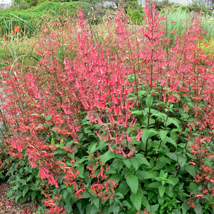 Kafferinkukka - Phygelius capensis (Kasvutapa)