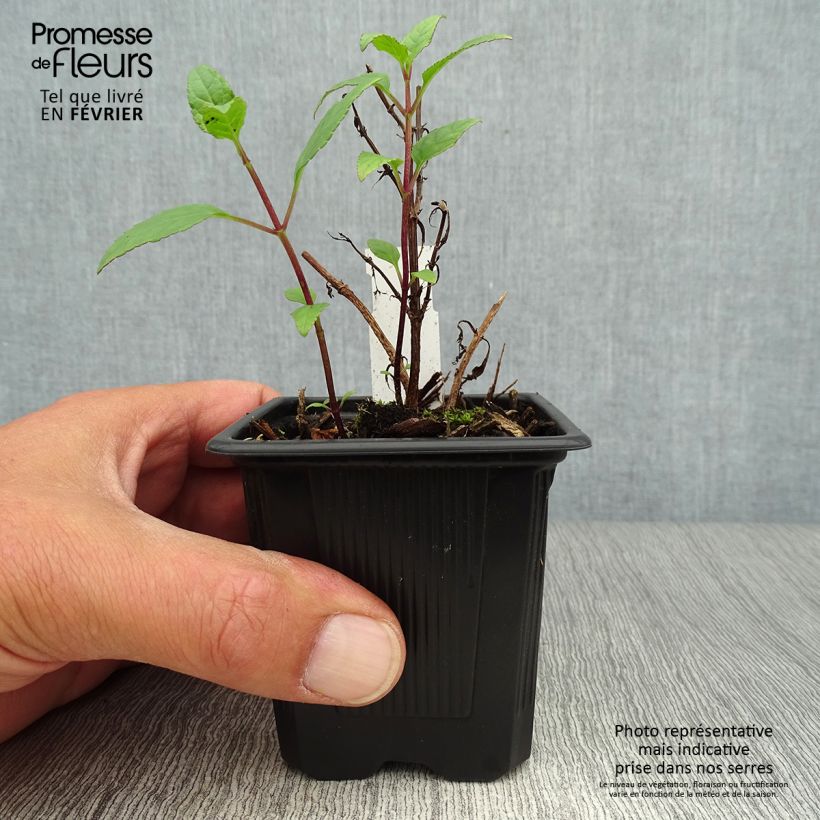 Esimerkki syksyllä toimitetusta Kafferinkukka - Phygelius capensis 8/9 cm taimiruukku-taimesta