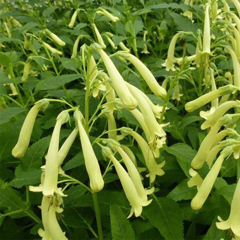 Kafferinkukka Moonraker (Kukinta)