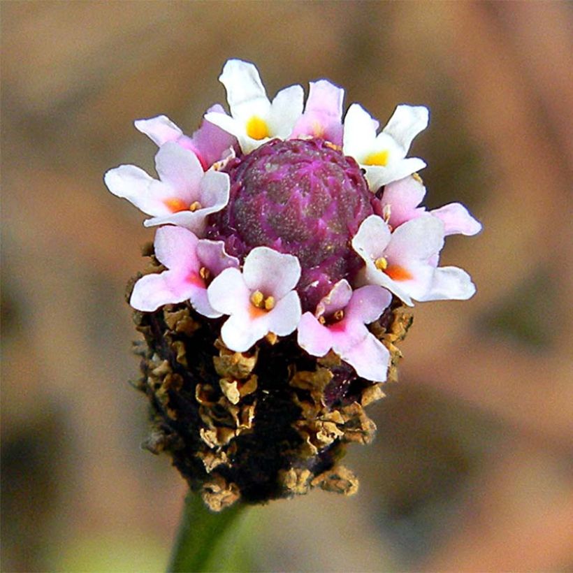 Mattonuppio - Phyla nodiflora (Kukinta)