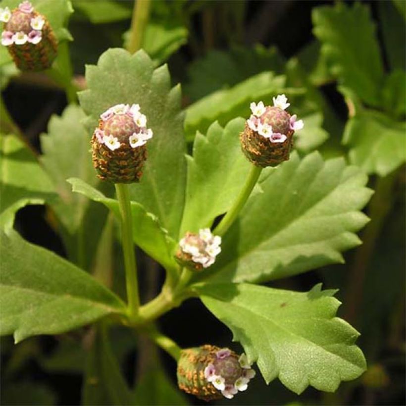 Mattonuppio - Phyla nodiflora (Lehvistö)