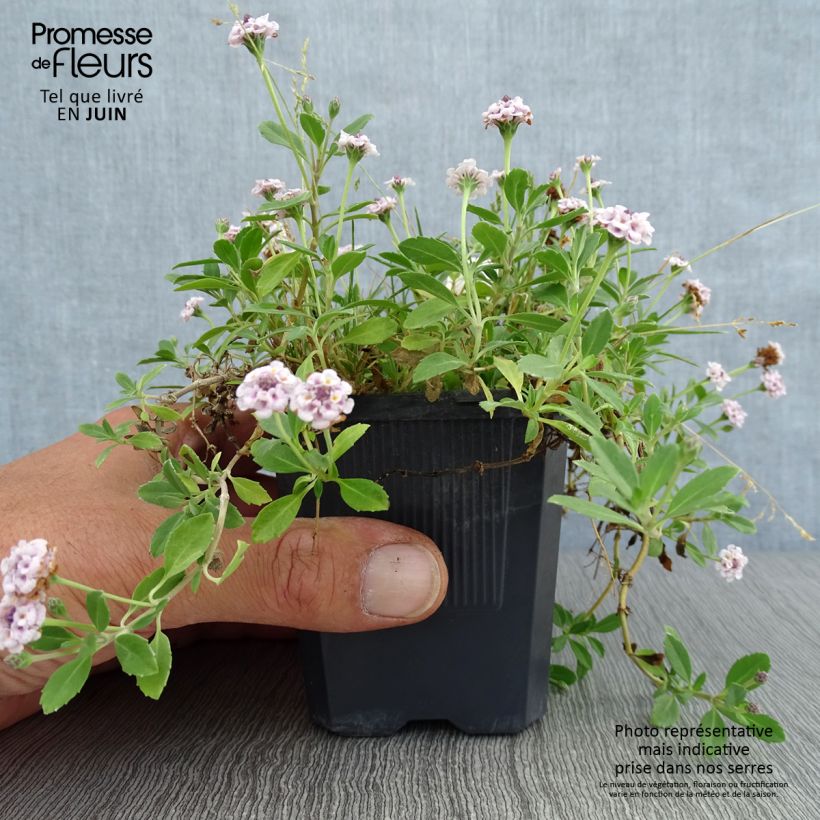 Esimerkki kesällä toimitetusta Phyla nodiflora var. canescens Taimiruukku 7/8 cm-taimesta