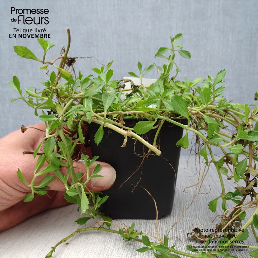 Esimerkki syksyllä toimitetusta Mattonuppio - Phyla nodiflora 8/9 cm taimiruukku-taimesta