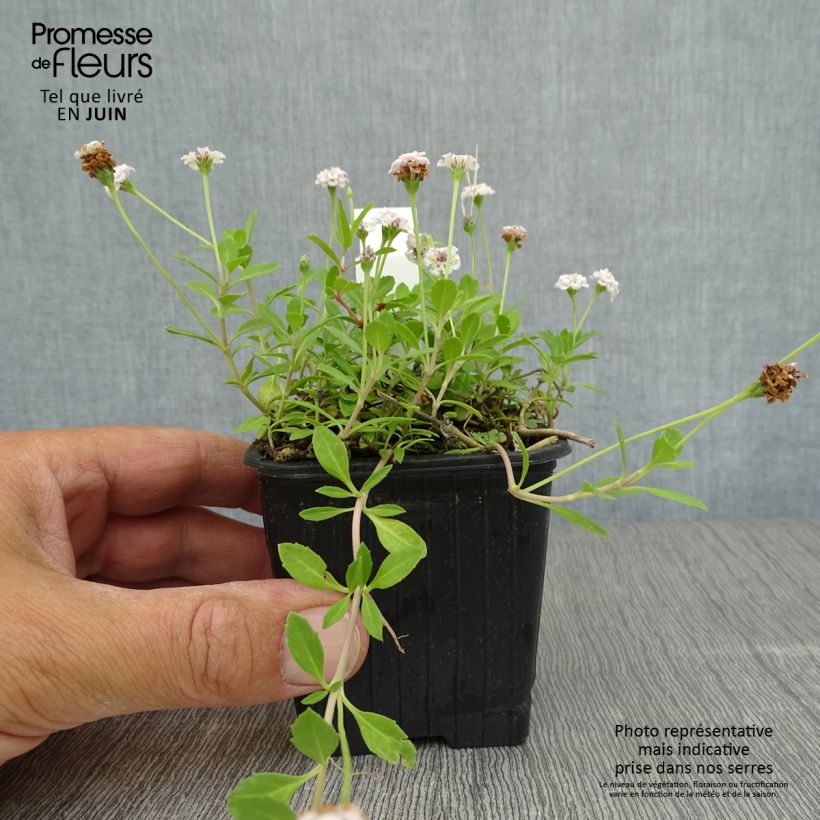 Esimerkki kesällä toimitetusta Mattonuppio - Phyla nodiflora Taimiruukku 8/9 cm-taimesta