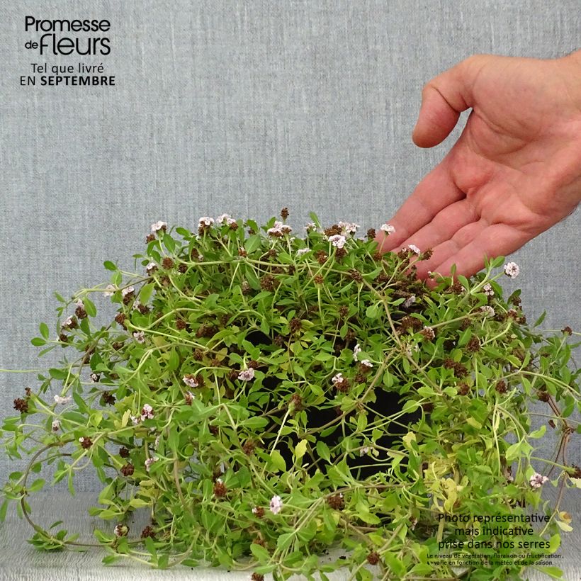 Esimerkki kesällä toimitetusta Mattonuppio - Phyla nodiflora Ruukku 2L / 3L-taimesta