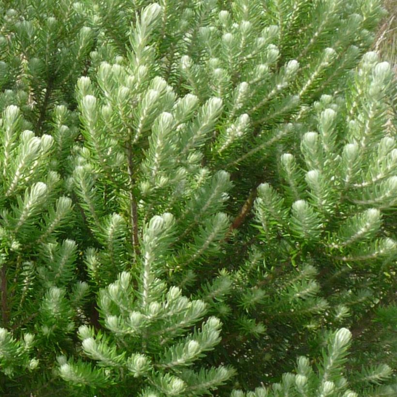 Phylica arborea (Lehvistö)