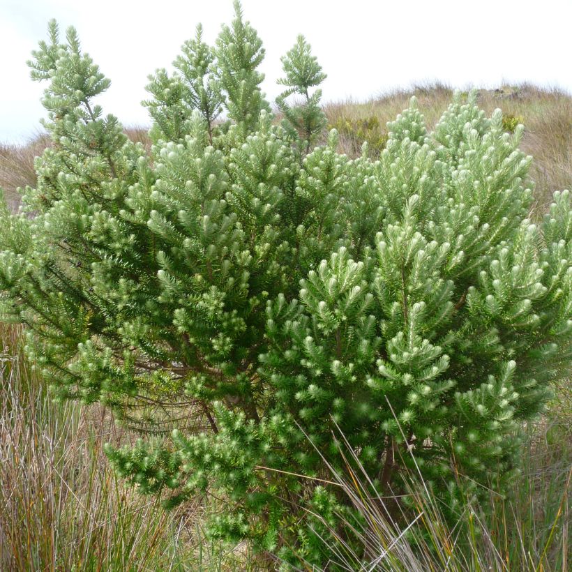 Phylica arborea (Kasvutapa)