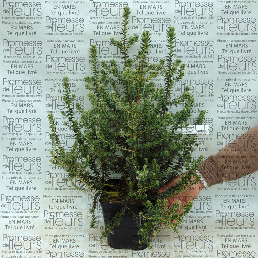 Esimerkki toimitetusta Phylica arborea Pot de 3L/4L-taimesta