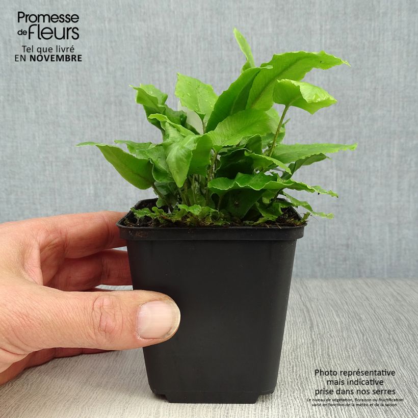 Esimerkki syksyllä toimitetusta Hirvensaniainen - Phyllitis scolopendrium 8/9 cm taimiruukku-taimesta