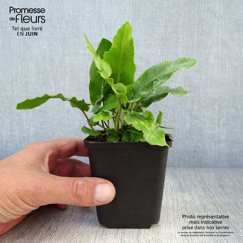 Esimerkki kesällä toimitetusta Hirvensaniainen - Phyllitis scolopendrium Godet de 8/9 cm-taimesta
