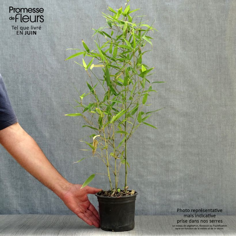 Esimerkki kesällä toimitetusta Bambu Green Perfume Pot de 2L/3L-taimesta