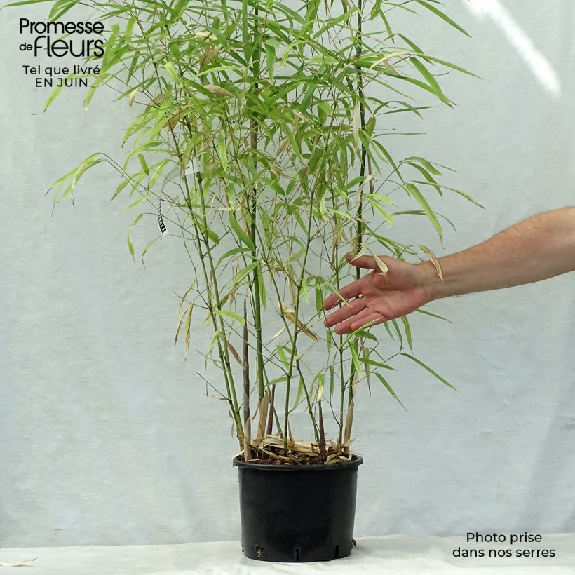 Esimerkki kesällä toimitetusta Bambu Green Perfume Pot de 4L/5L-taimesta