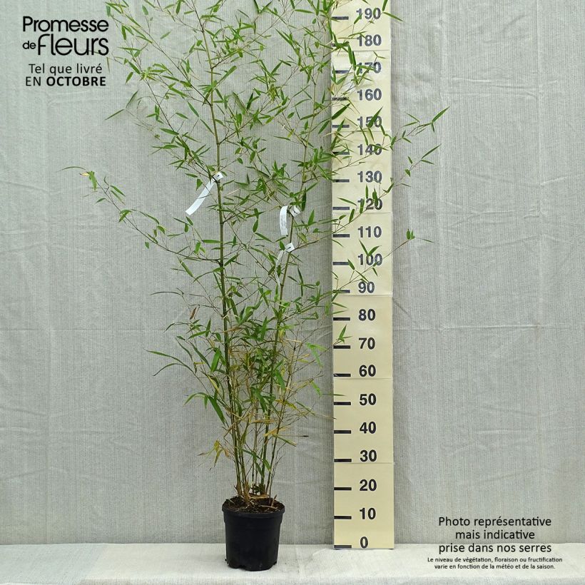 Esimerkki syksyllä toimitetusta Bambu Green Perfume 4 litran/5 litran ruukku-taimesta