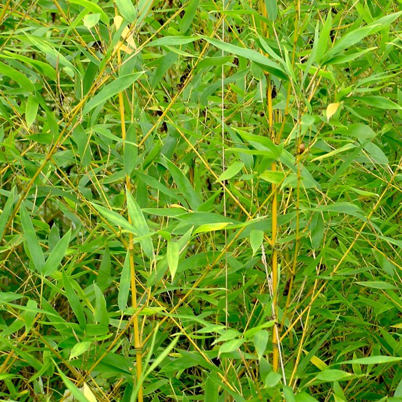 Bambu - Phyllostachys aurea (Lehvistö)