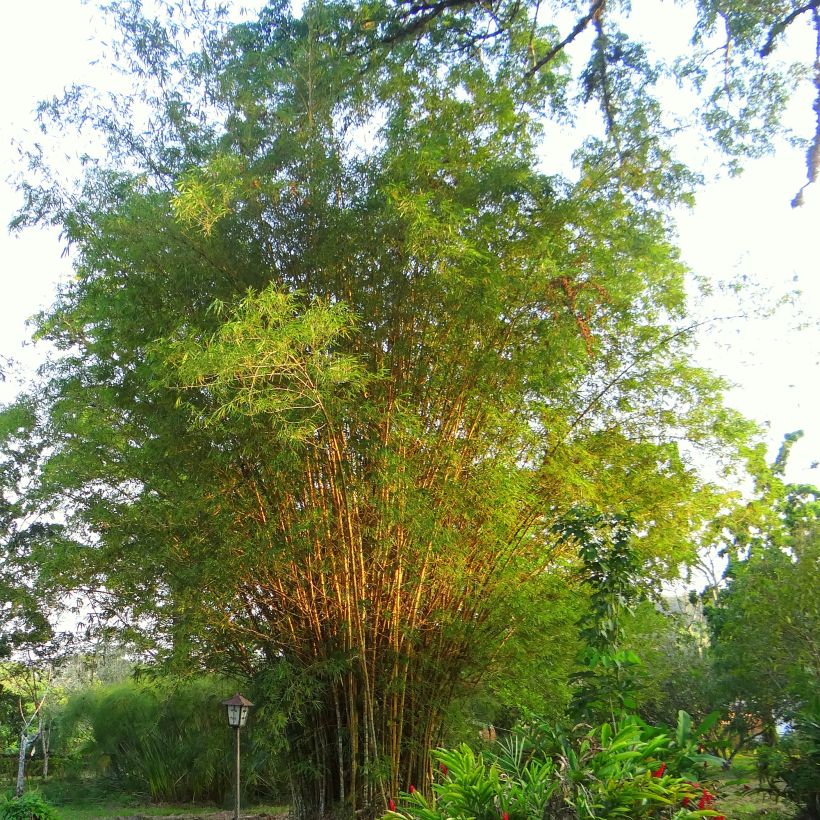 Bambu - Phyllostachys aurea (Kasvutapa)