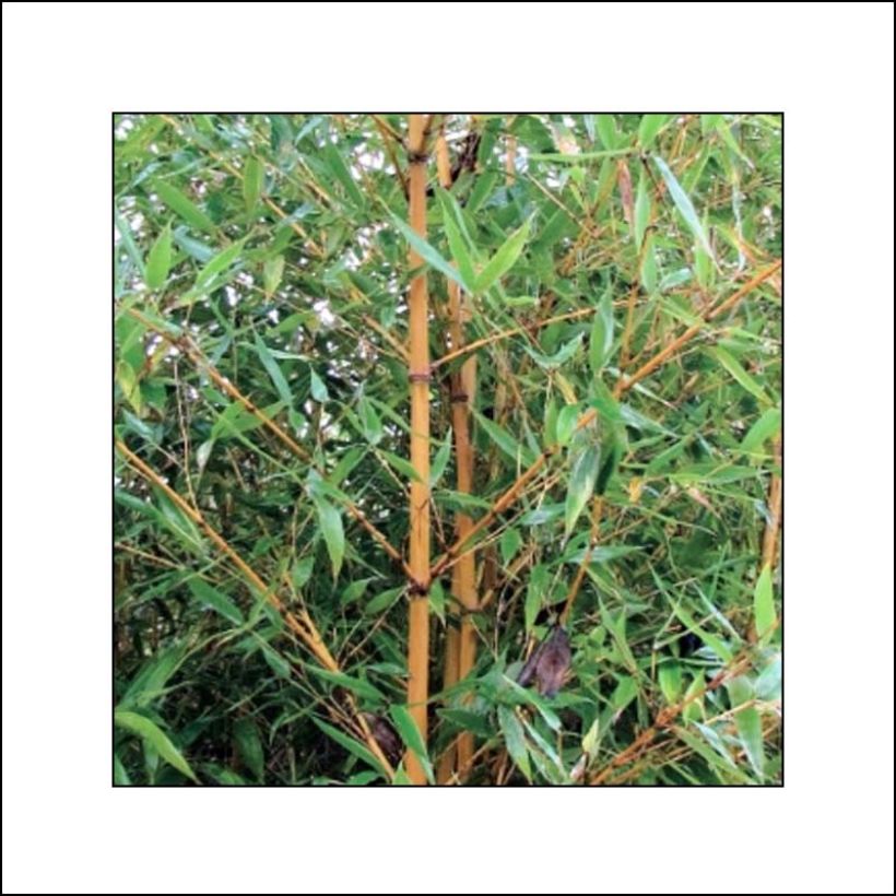 Bambu Holochrysa (Lehvistö)