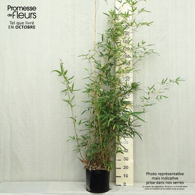 Esimerkki syksyllä toimitetusta Bambu Holochrysa 12 litran/15 litran ruukku-taimesta