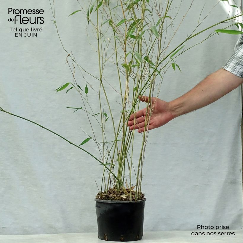 Esimerkki kesällä toimitetusta Jättibambu Alata Pot de 4L/5L-taimesta