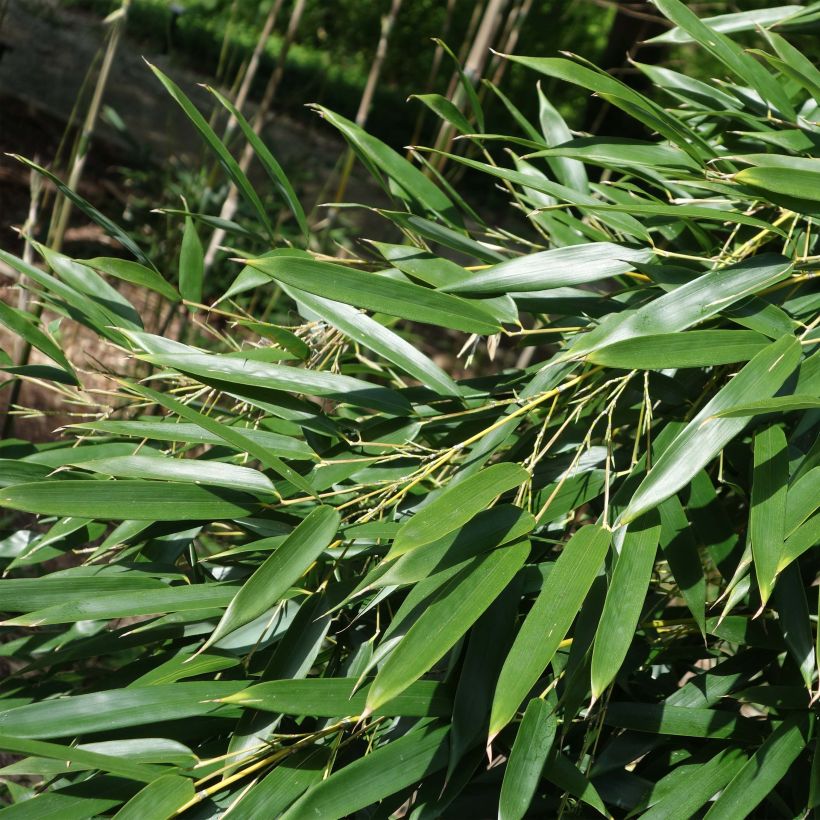 Jättibambu - Phyllostachys aureosulcata (Lehvistö)